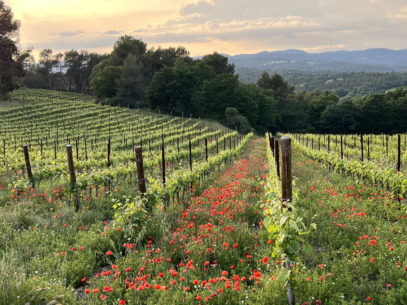 Vallons couverts de vignes, au petit matin