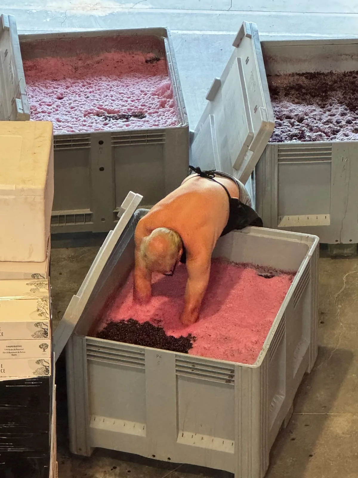 Piegeage manuel des syrah 2026 de la future cuvée Massale...