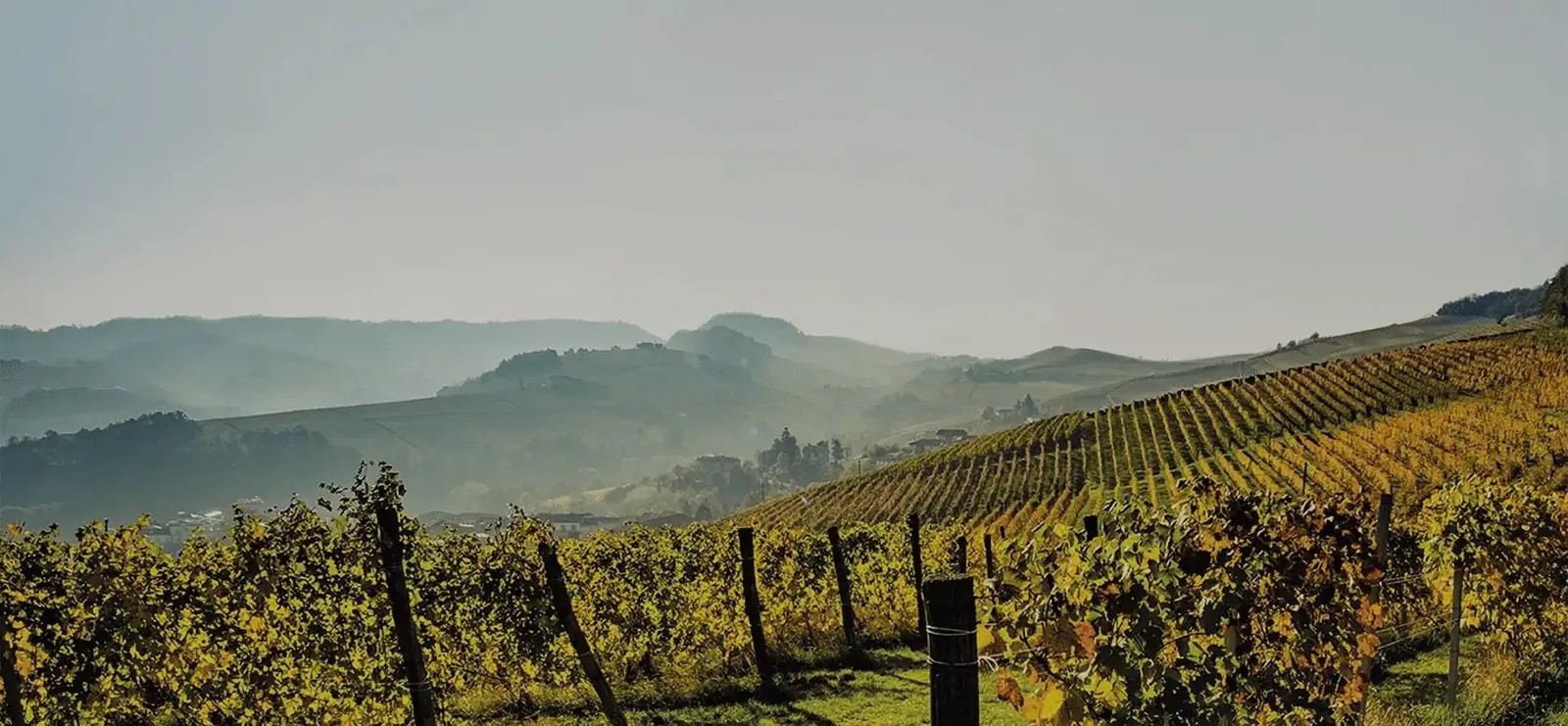 Vallons couverts de vignes au petit matin