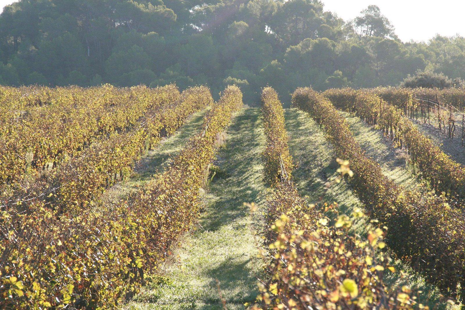 Rangs de vigne enherbés devant la pinède du domaine